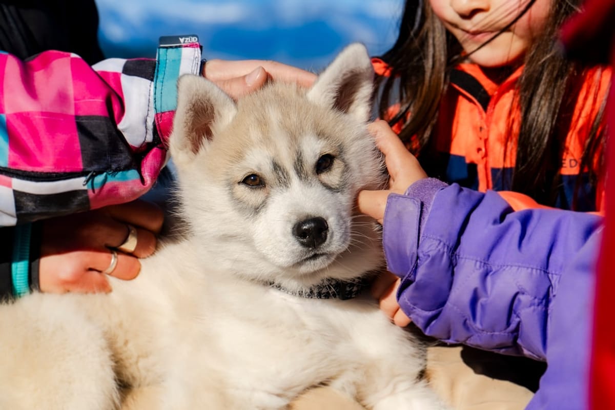 5 Ways to Pamper Your Pet in Chapel Hill