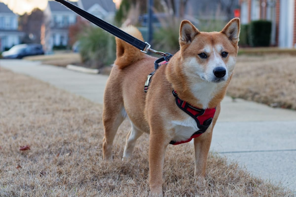 Making the Most of Chapel Hill's Active & Pet-Friendly Vibe