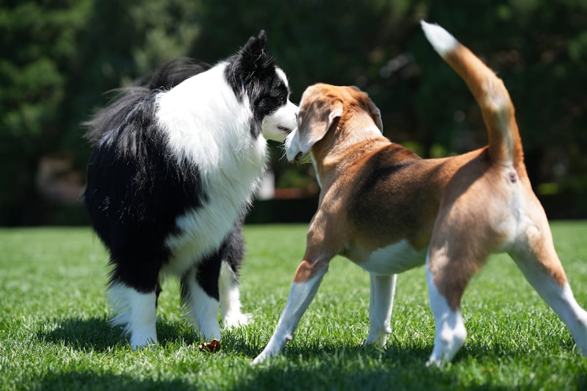 Making the Move: Easy Transitions for Your Pet