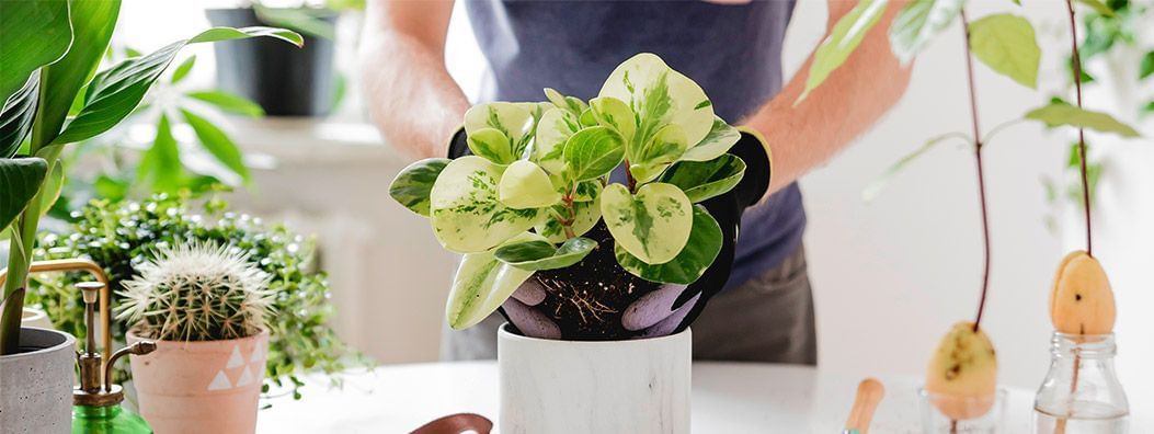Horta Orgânica para Iniciantes