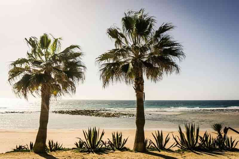 Strand met palmbomen en zee; taalreisbestemming voor zonnige dagen.