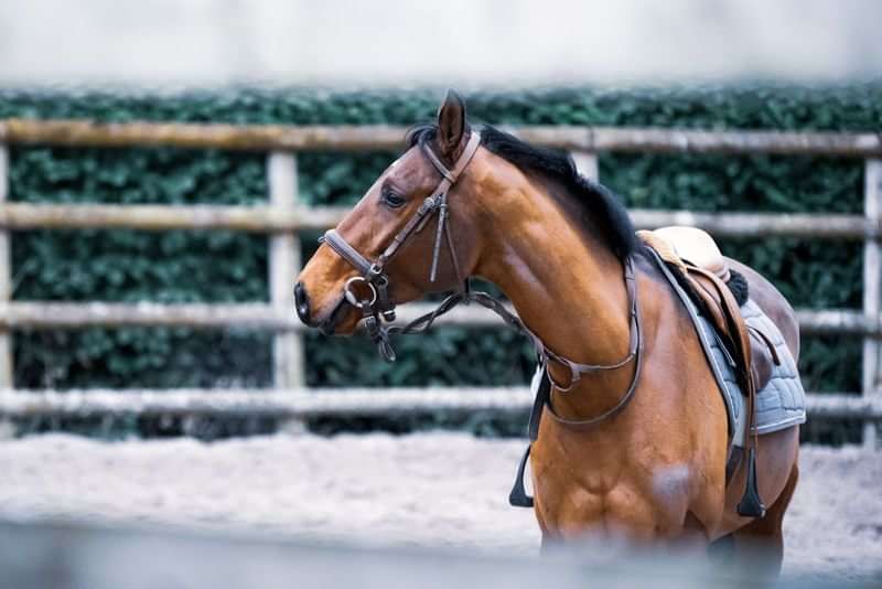 Paardrijden als taalreiservaring in Nederland.