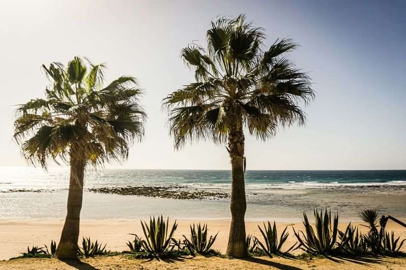 Beach scene with palm trees, ideal for language travel immersion.