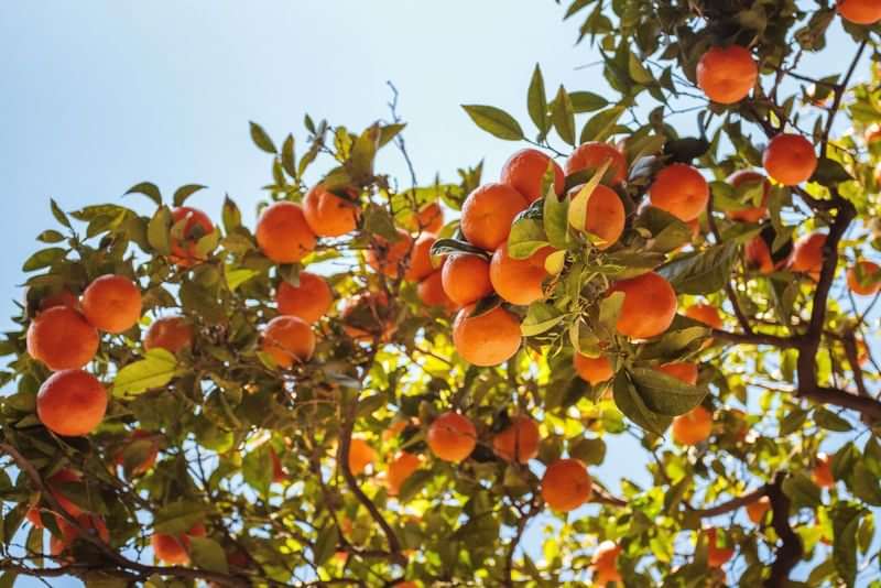 Sinaasappelboom; leer over citrusvruchten tijdens je taalkundige reis.