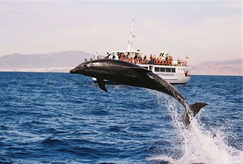 Tourists watching a dolphin leap from the water on a boat tour.