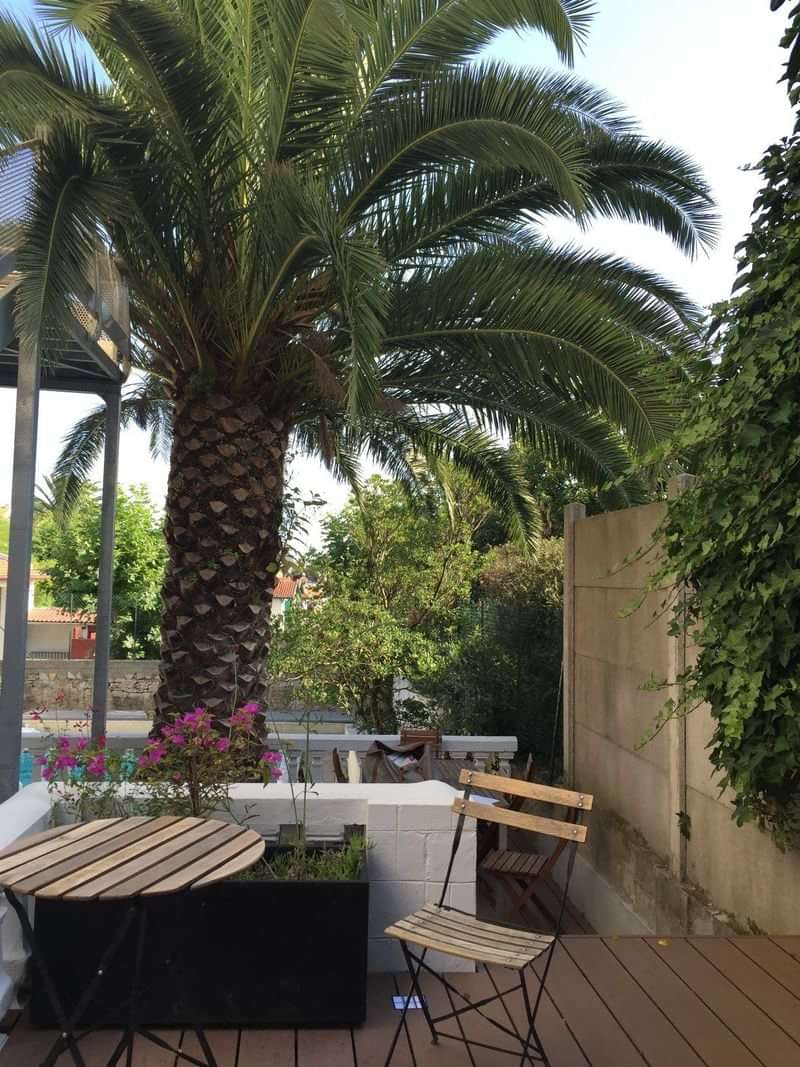 Een tropische tuin met een palmboom en groene planten.