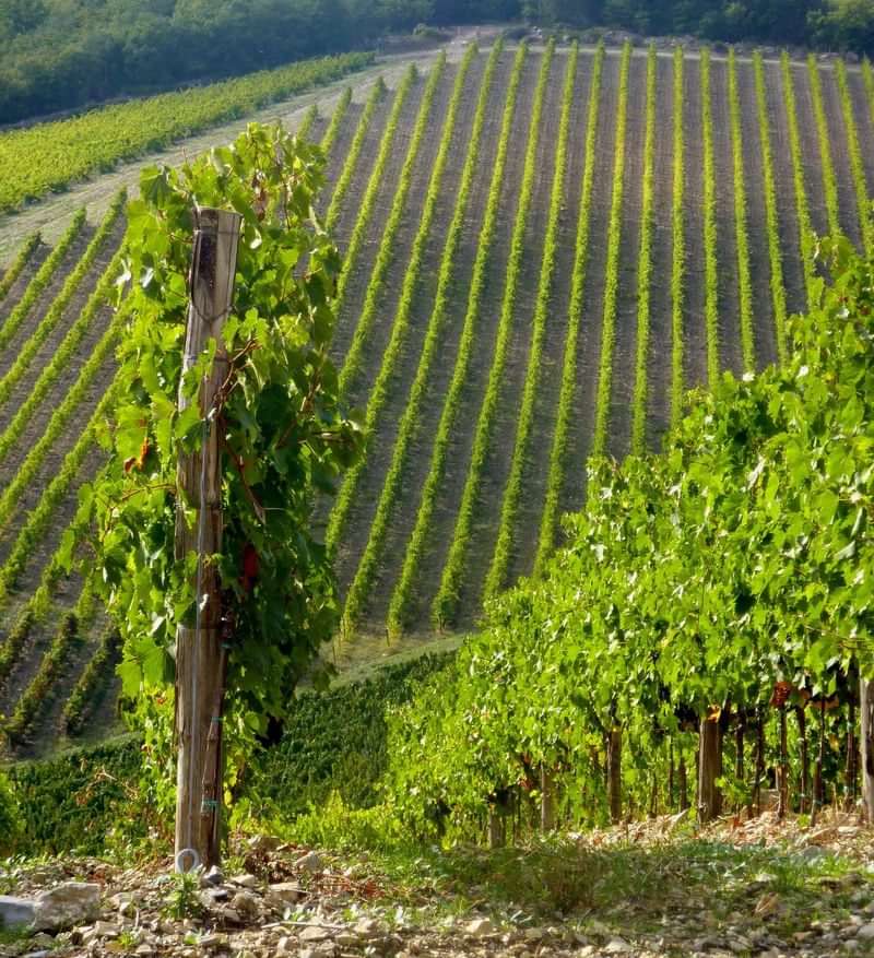 Vineyard landscapes attract language learners exploring wine culture and terminology.