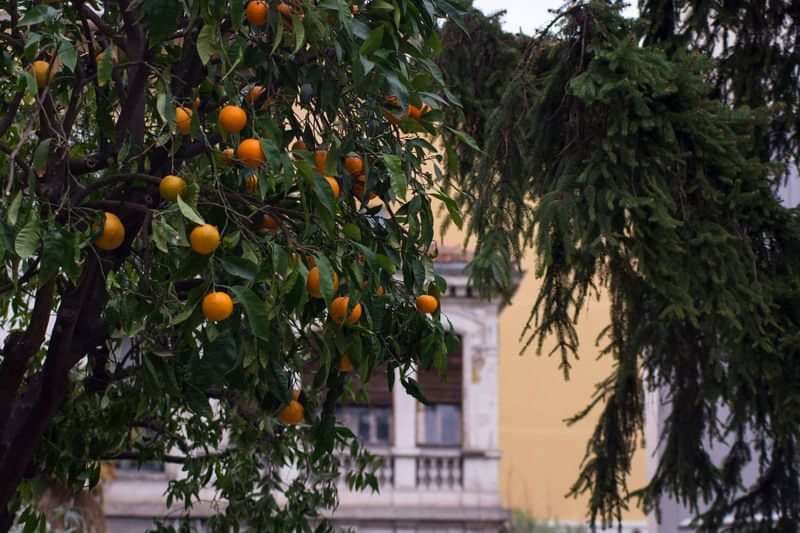 Orange tree in a foreign street scene, suggesting a Mediterranean locale.