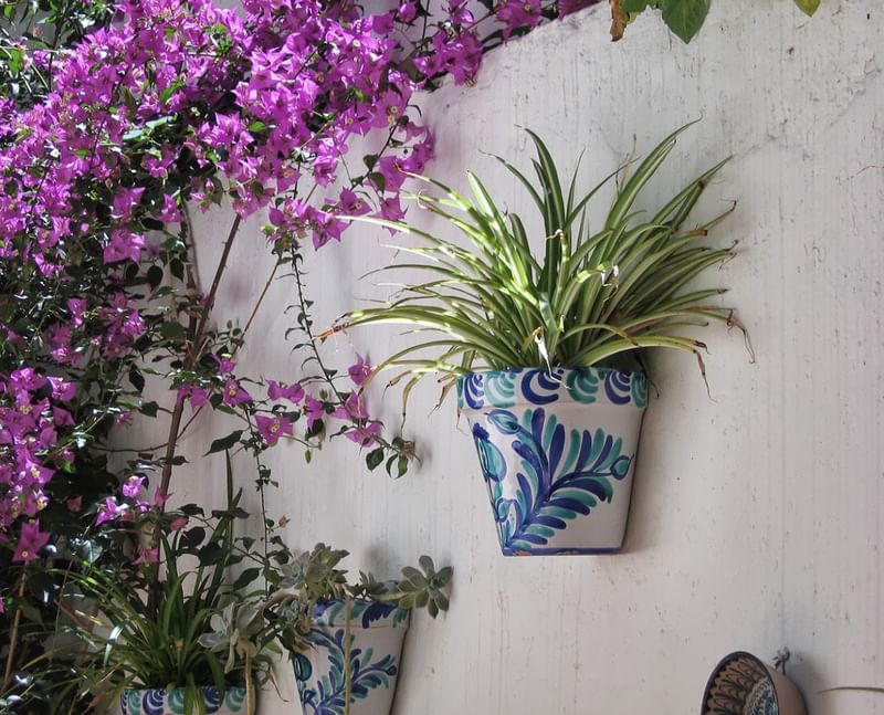 Bloempot met groene plant en paarse bloemen aan een witte muur.
