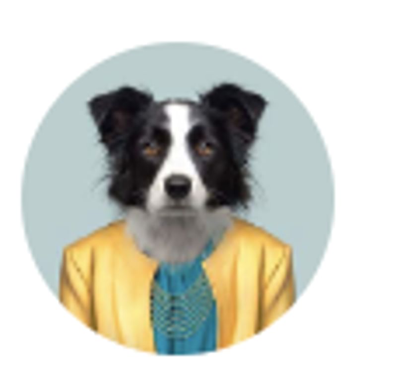 Hond in een jasje; humoristische toon voor taalreis advertentie.