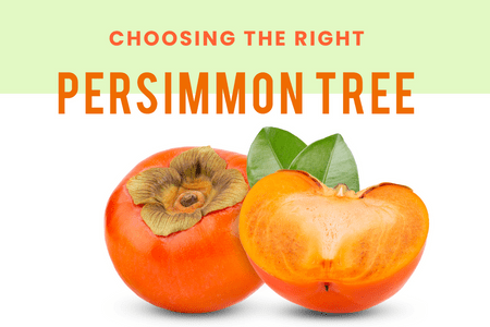 Choosing The Right Persimmon Tree!-Four Winds Growing