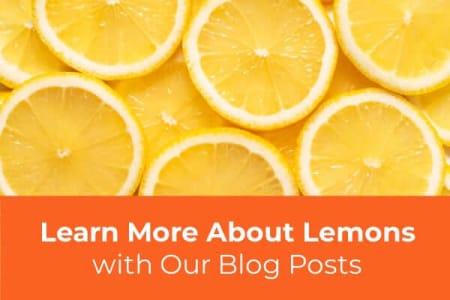 Learn More About Growing Lemon Trees-Four Winds Growers