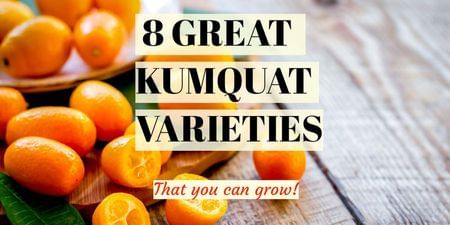 8 Great Kumquat Varieties-Four Winds Growers