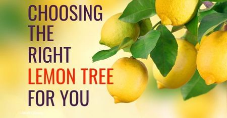 Choosing the Right Lemon Tree-Four Winds Growers