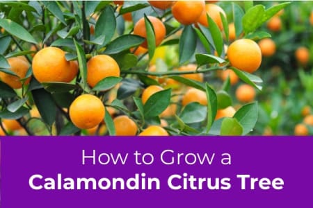 How to Grow a Calamondin Citrus Tree-Four Winds Growers
