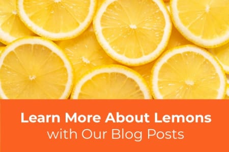 Learn More About Growing Lemon Trees-Four Winds Growers