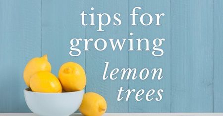 How to Grow a Lemon Tree-Four Winds Growers