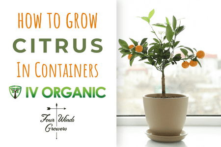 IV ORGANIC: How To Grow Fruit Trees (CITRUS) In Containers Video