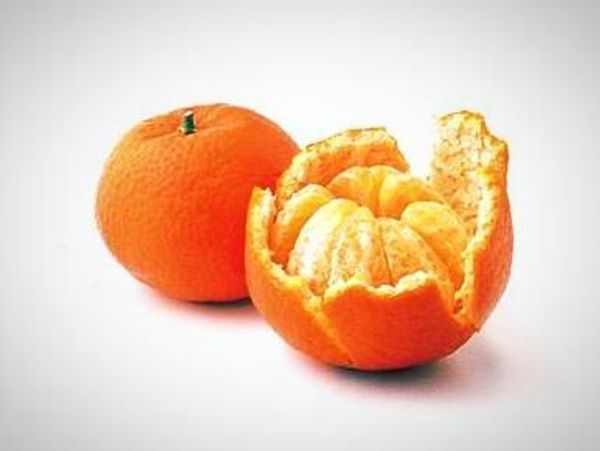 Clementine / Nour Semi-Dwarf Mandarin Tree