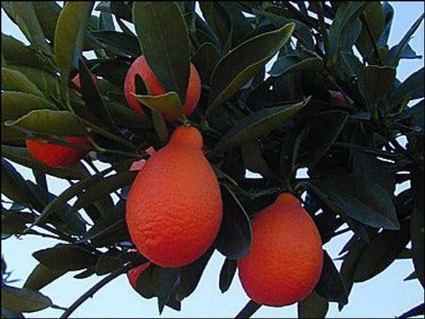 Indio Mandarinquat Semi-Dwarf Kumquat Tree