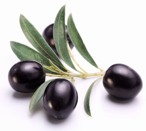 Maurino Olive Tree
