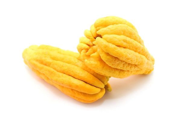 Buddha's Hand Semi-Dwarf Citron Tree