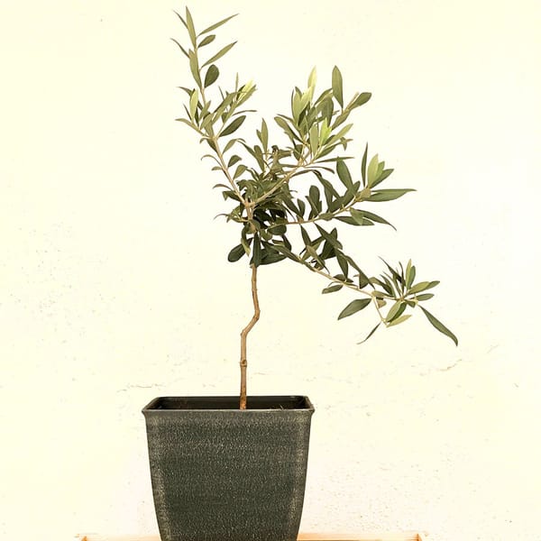Decorative Skylark Dwarf Olive Tree
