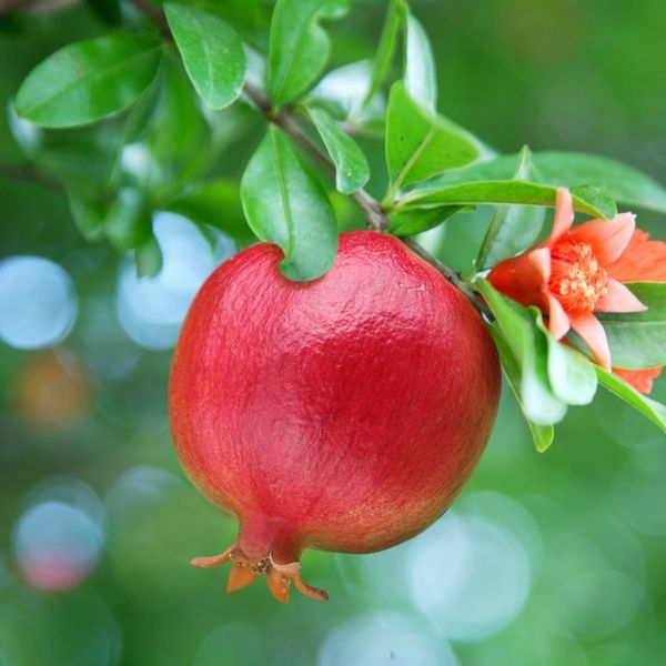 A.C. Sweet Pomegranate Tree