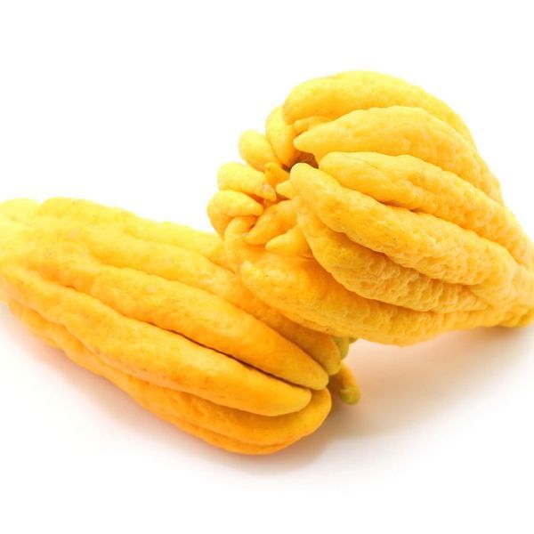 Buddha's Hand Citron Bush
