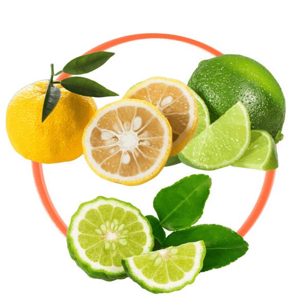 Chef Lime Trio- Yuzu, Makrut Thai & Bearss Lime Trees Collection