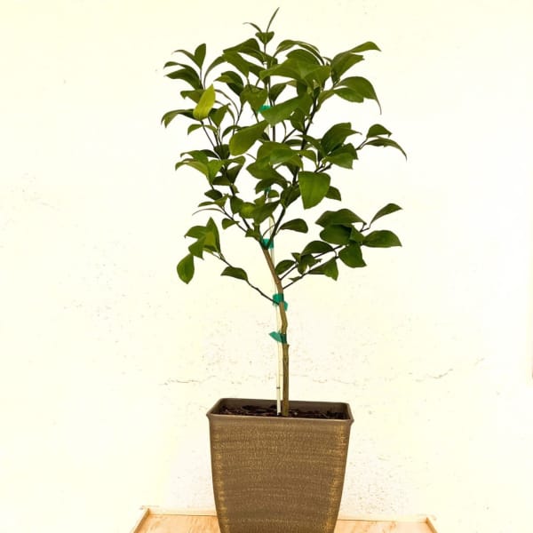 Decorative Meyer Lemon Tree