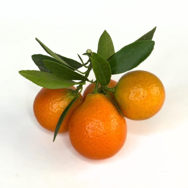 Indio Mandarinquat Semi-Dwarf Kumquat Tree