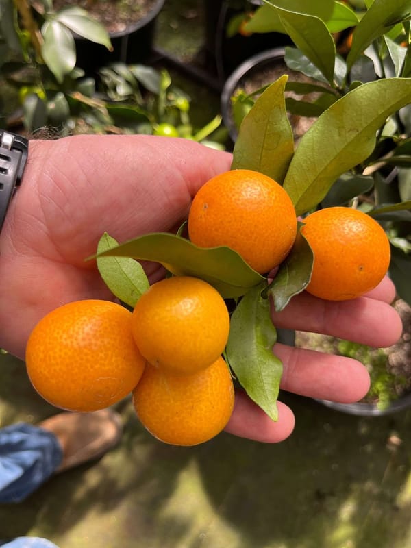 Meiwa Kumquat Semi-Dwarf Tree