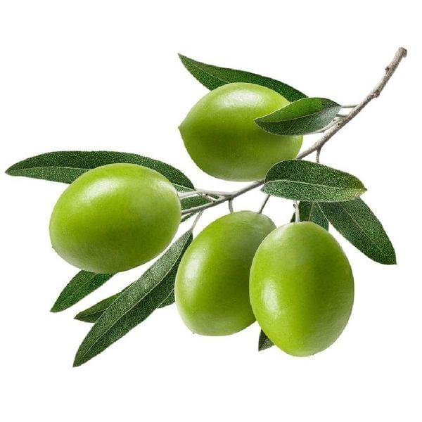 Nocellara Olive Tree