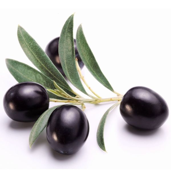 Maurino Olive Tree