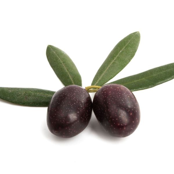 Moraiolo Olive Tree