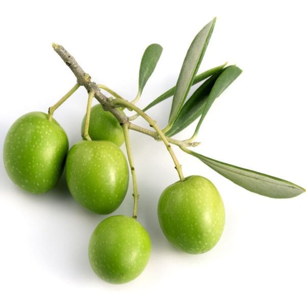 Picholine Olive Tree