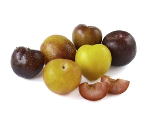 Pluot- Multi Budded Fruit Tree