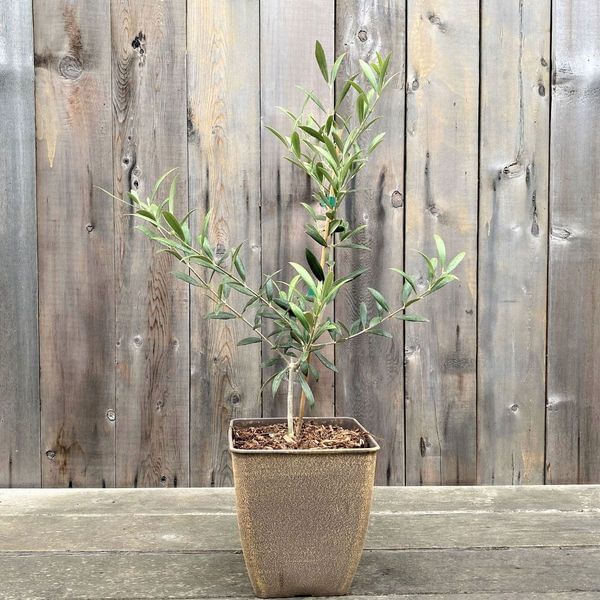 Decorative Skylark Fruitless Dwarf Olive Tree