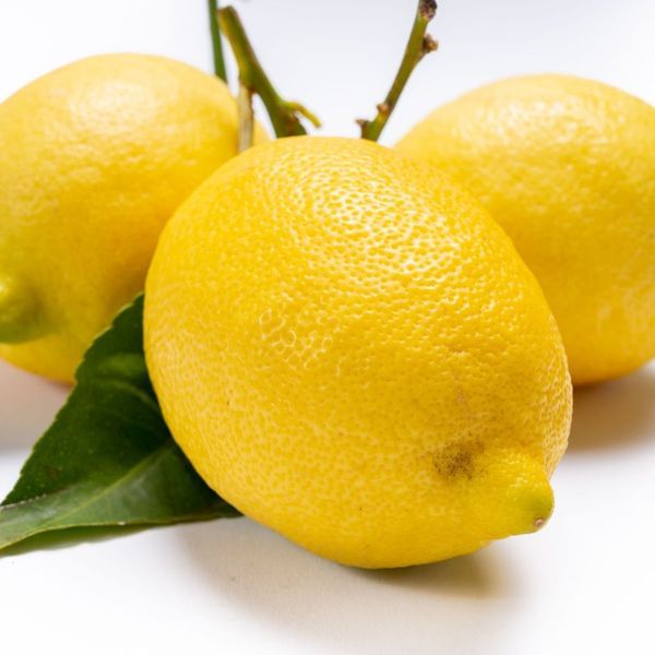 Santa Teresa Femminello Lemon Bush
