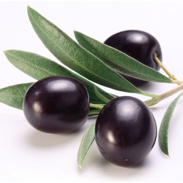 Sevillano Olive Tree