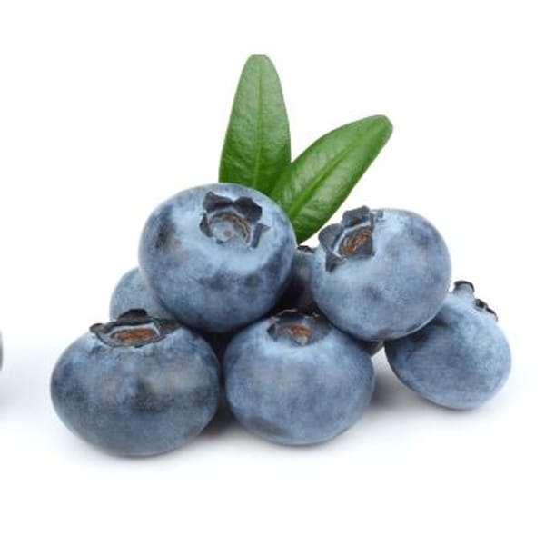 Sunshine Blue Blueberry Bush