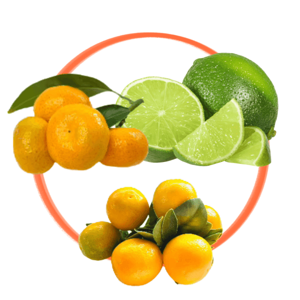 Sweet & Sour Citrus Trio- Mandarin, Lime and Kumquat Trees Collection
