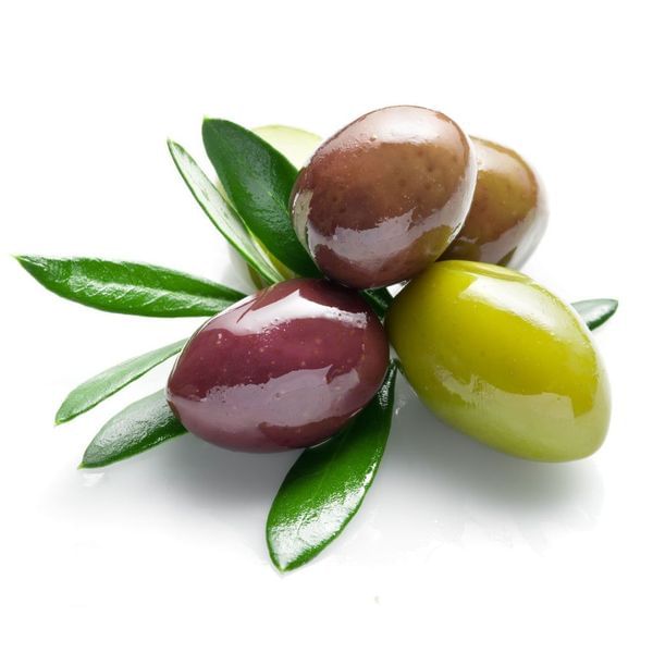 Taggiasca Olive Tree