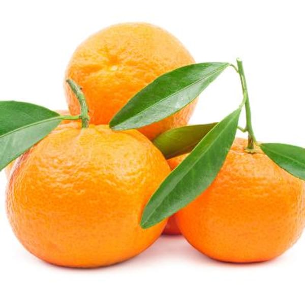 Mandarin Trees For Sale / Semi-Dwarf Mandarin Orange Trees for Sale