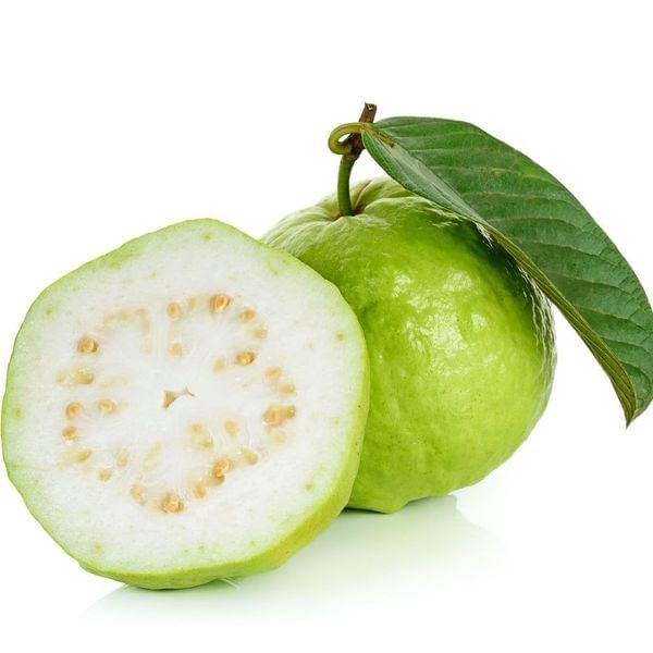 Tropical White Guava Tree