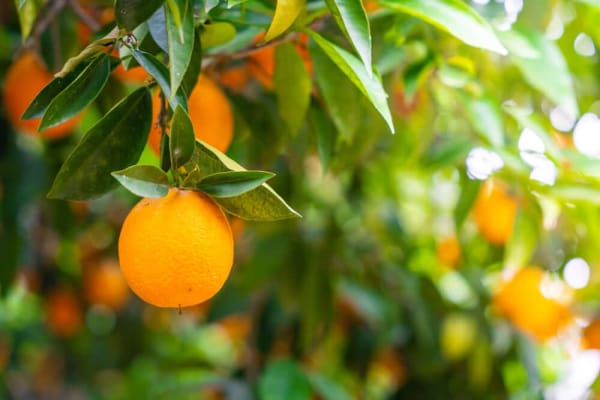 Akcay Sekeri Sweet Orange Semi-Dwarf Tree