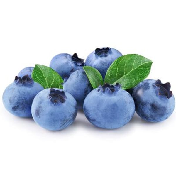 Biloxi Blueberry Bush