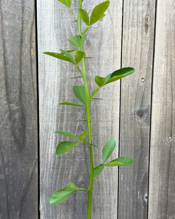 C-35 Citrus Rootstock Seedling