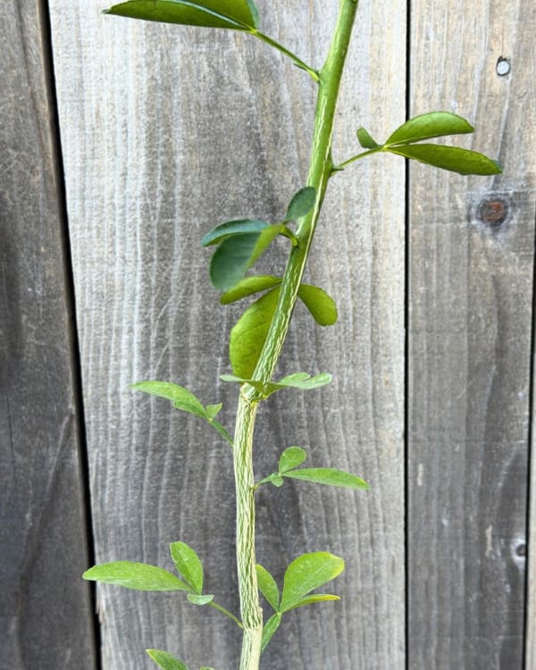 Carrizo Citrange Trifoliate Hybrid Citrus Rootstock Seedling